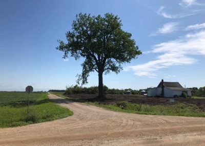 Removal of old windbreak around farmstead. ready for replanting in 2020.