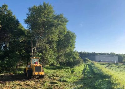 Removal of 3 tree rows in farmstead for replanting in 2020.