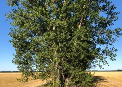 Crystal ND. Removal of dying Siouxland cottonwood row.