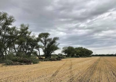 Removal of short row of willows.