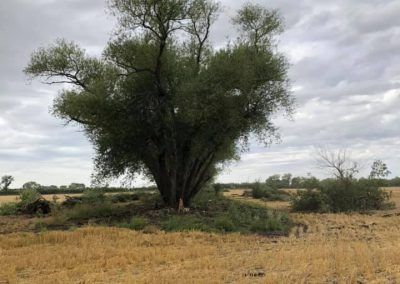 Removal of short row of willows.