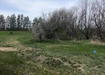 Removal of dead rows for replanting in 2020.