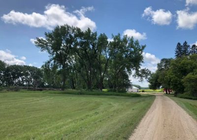 Removal of Cottonwoods that had starting falling into yard.