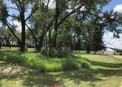 Removal of Cottonwoods that had starting falling into yard.