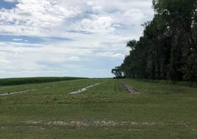 Removed 3 rows around farmstead in 2018. Replanted in spring of 2019.