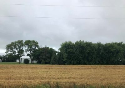 Removal of 3 rows on 3 sides of farmstead for replanting in 2020.