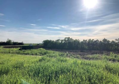 Tappen ND. Removal of trees on farmstead windbreak to be replanted in 2020.